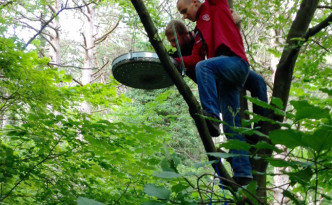 Spiegeleikochen auf einem Baum